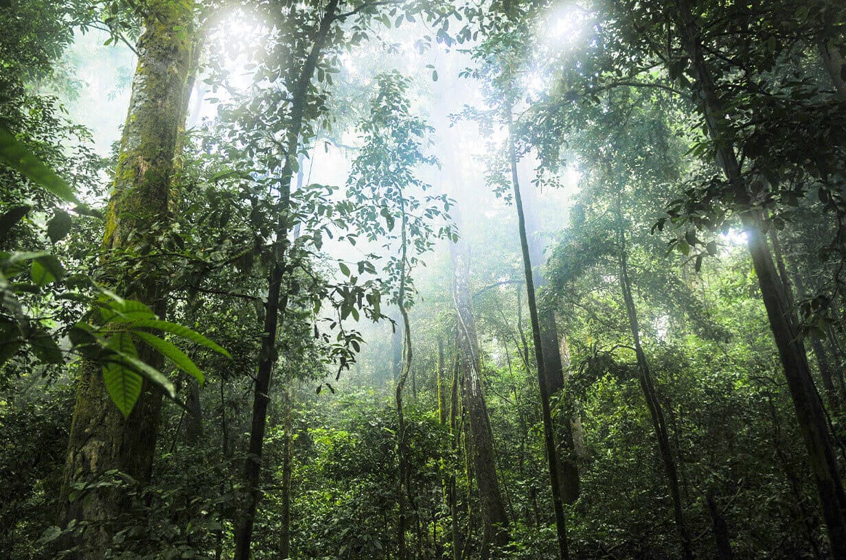 São Paulo, Atlantic Rainforest