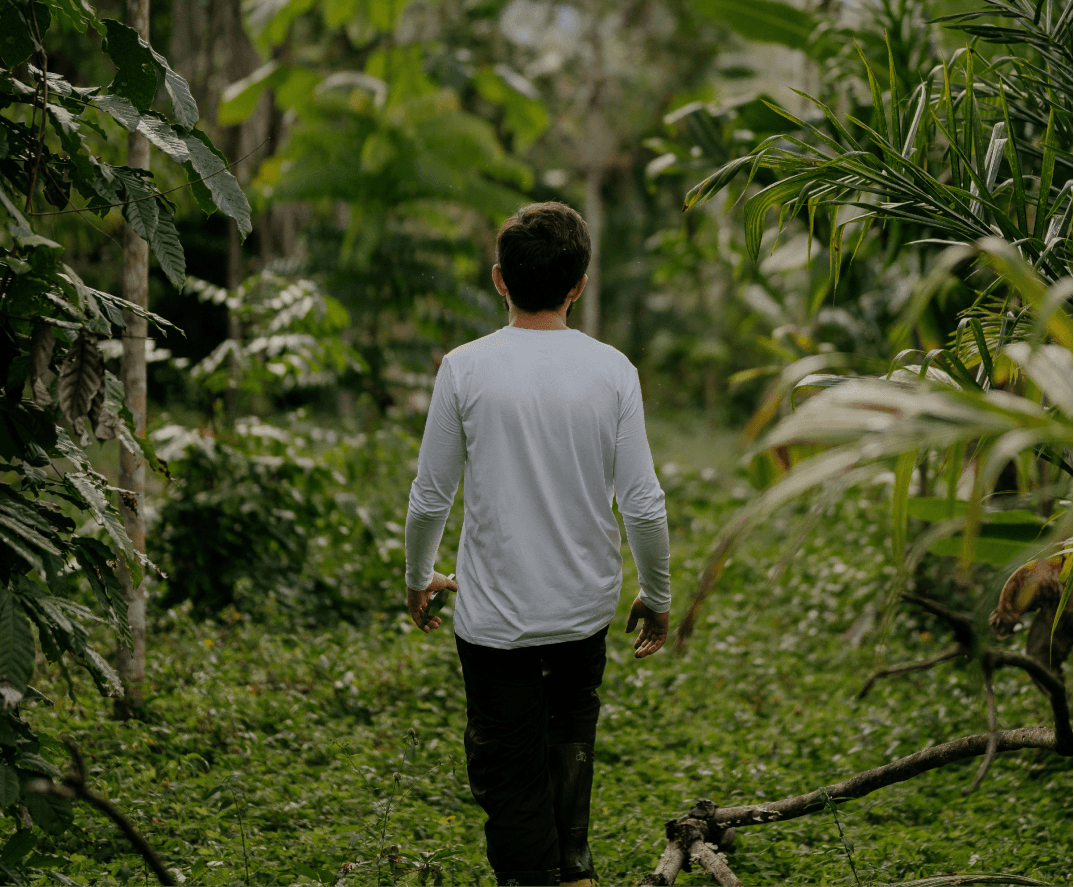 Agroforest with carbon credit potential