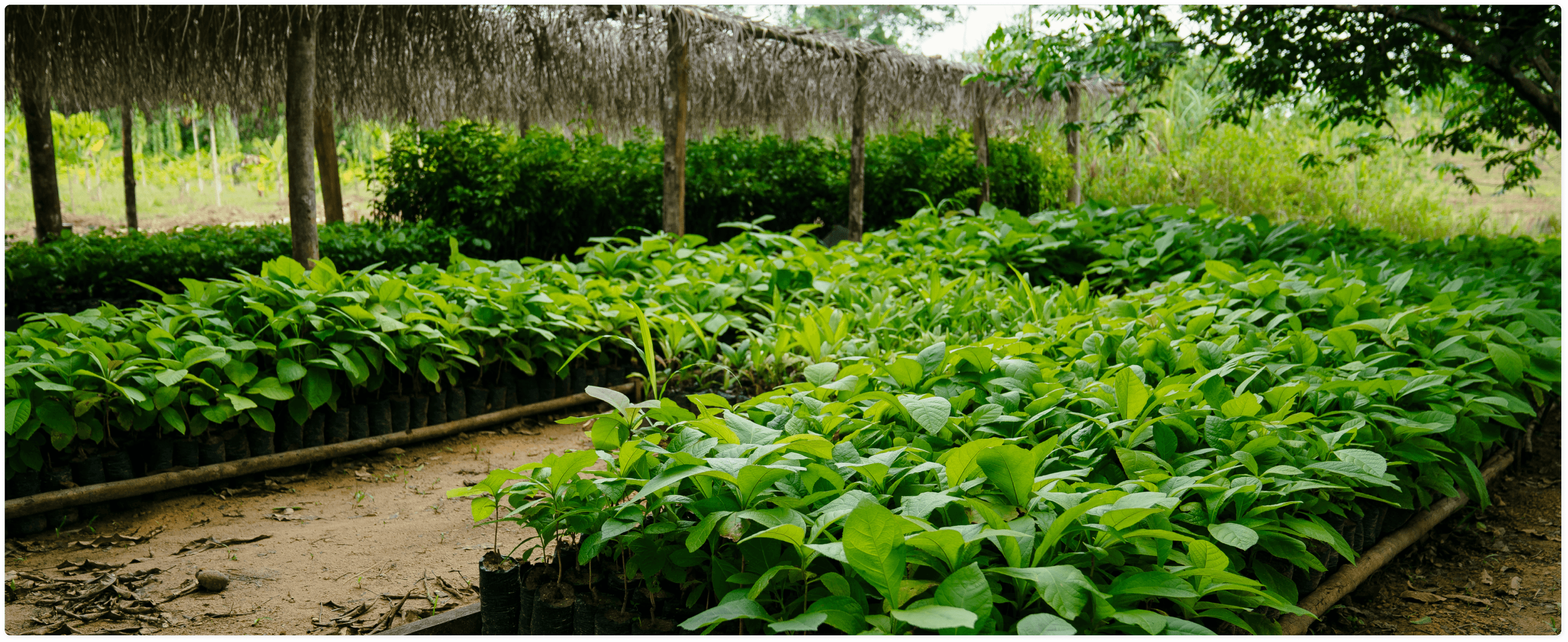 Alegria Farm, Roraima
Carbon project structured and managed by Courageous Land
