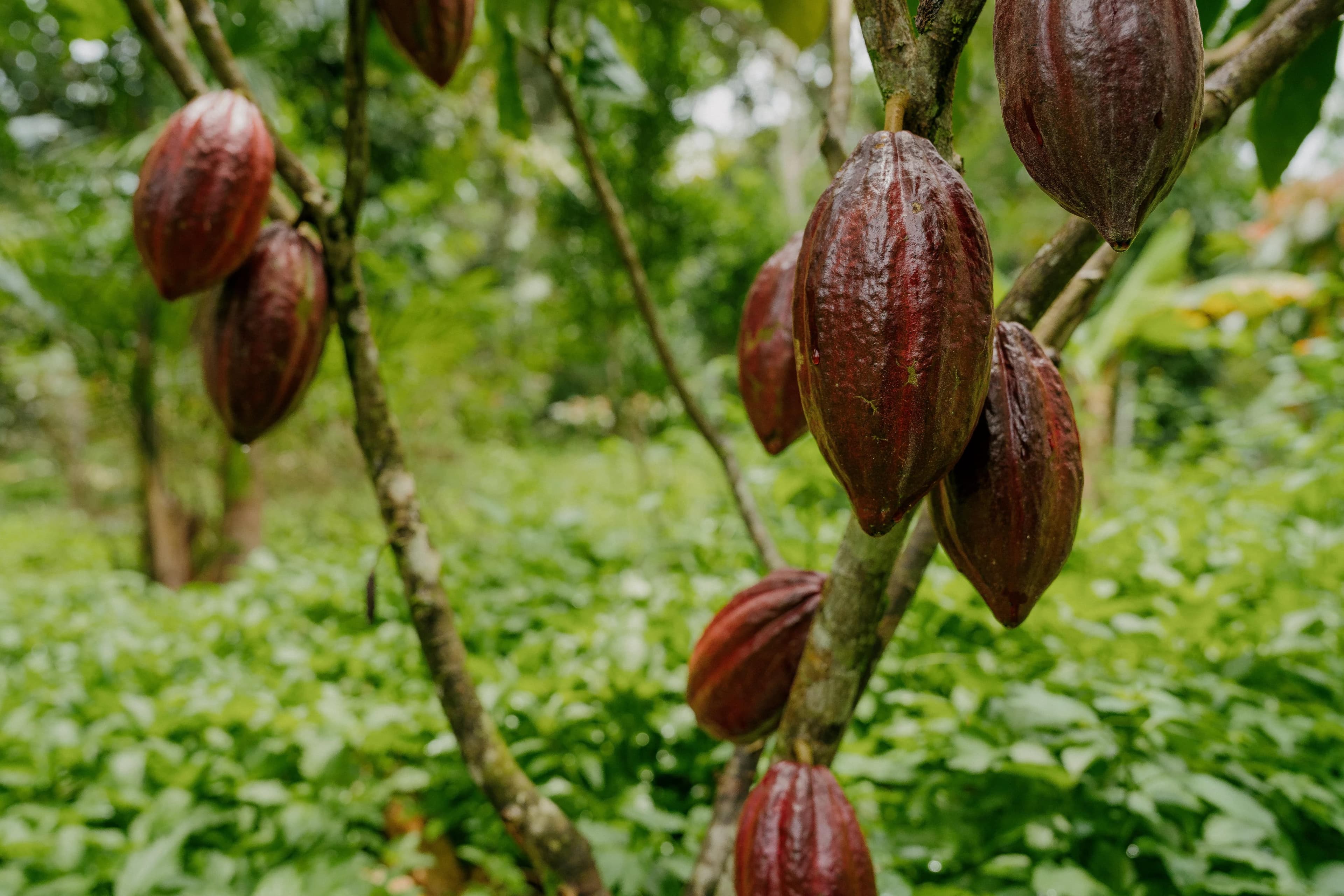 Cocoa, Black Pepper and Açaí Consortium
Planted, harvested and commercialized by CL