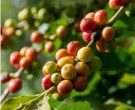 Coffee
