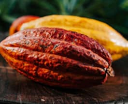 Cacao