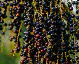 Açaí