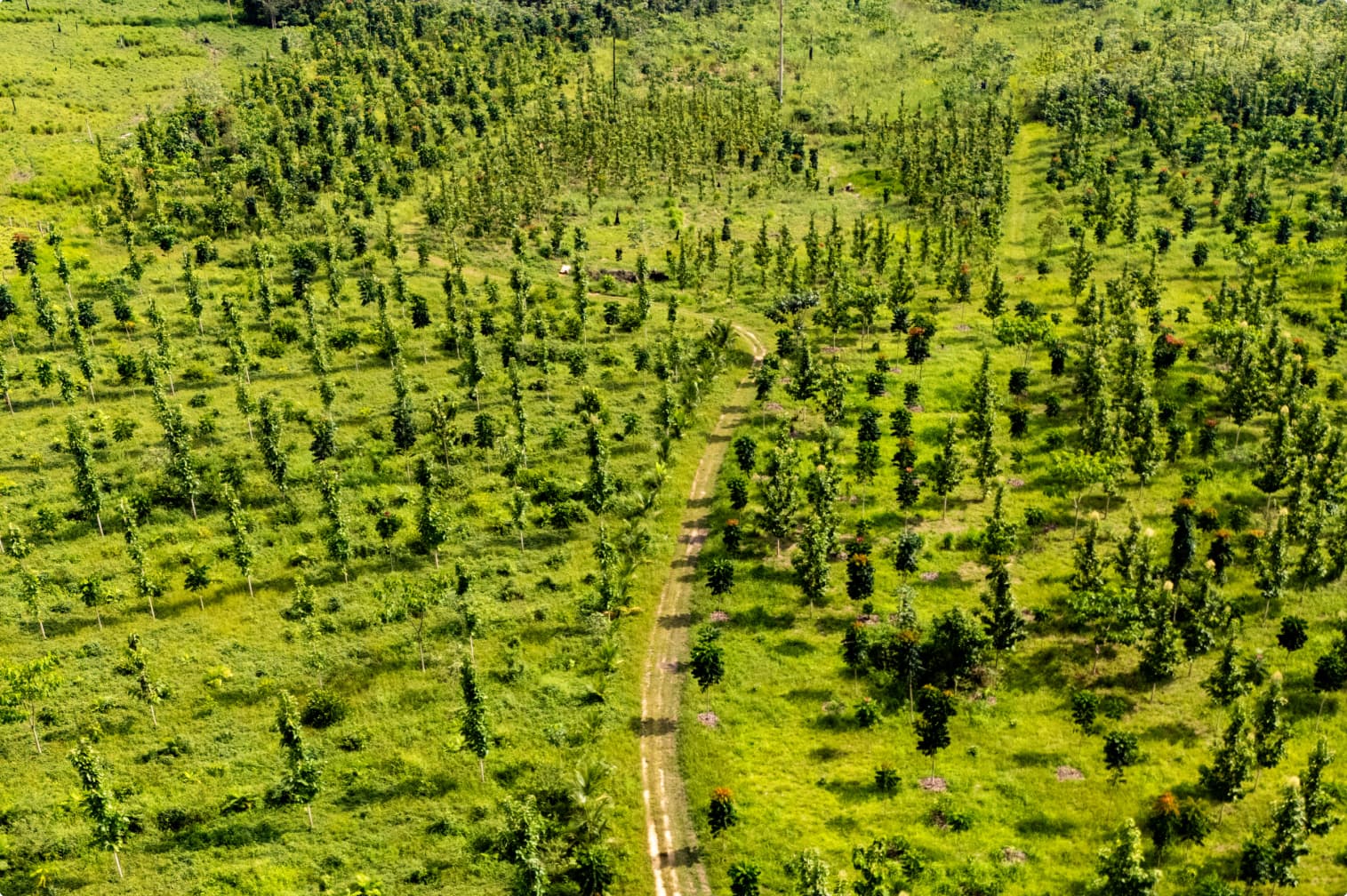 Regenera Agroforest, Roraima
Agroforest financed by CL