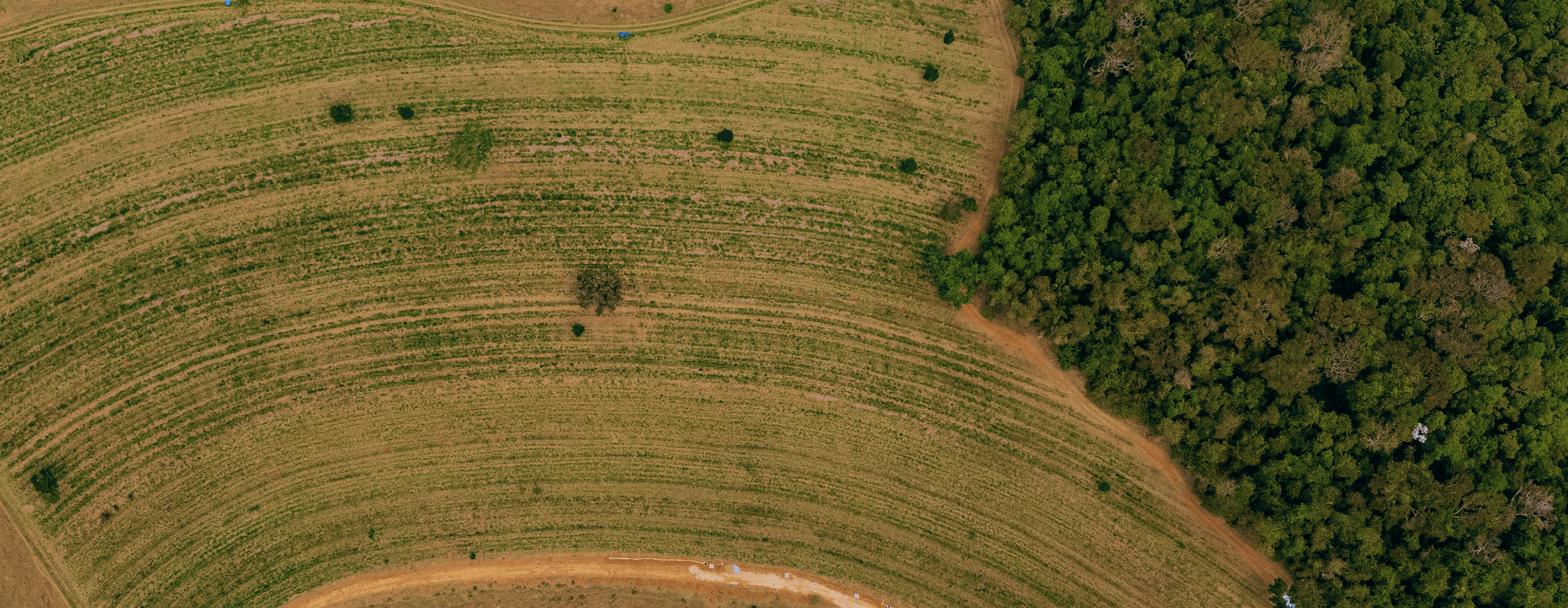 Raízes Farm, São Paulo
Pasture area being converted into agroforest, financed by CL