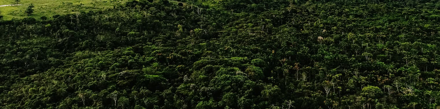 Agroforestry background