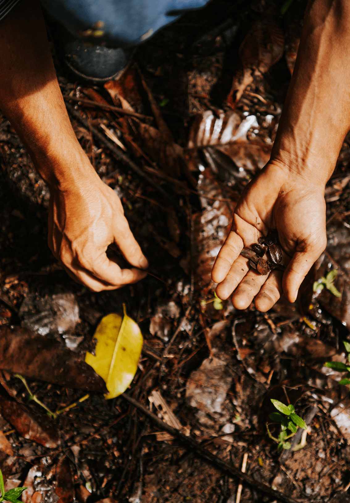 Field team in agroforestry training