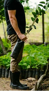 Person planting seedlings