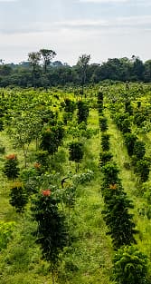 Agroforest landscape
