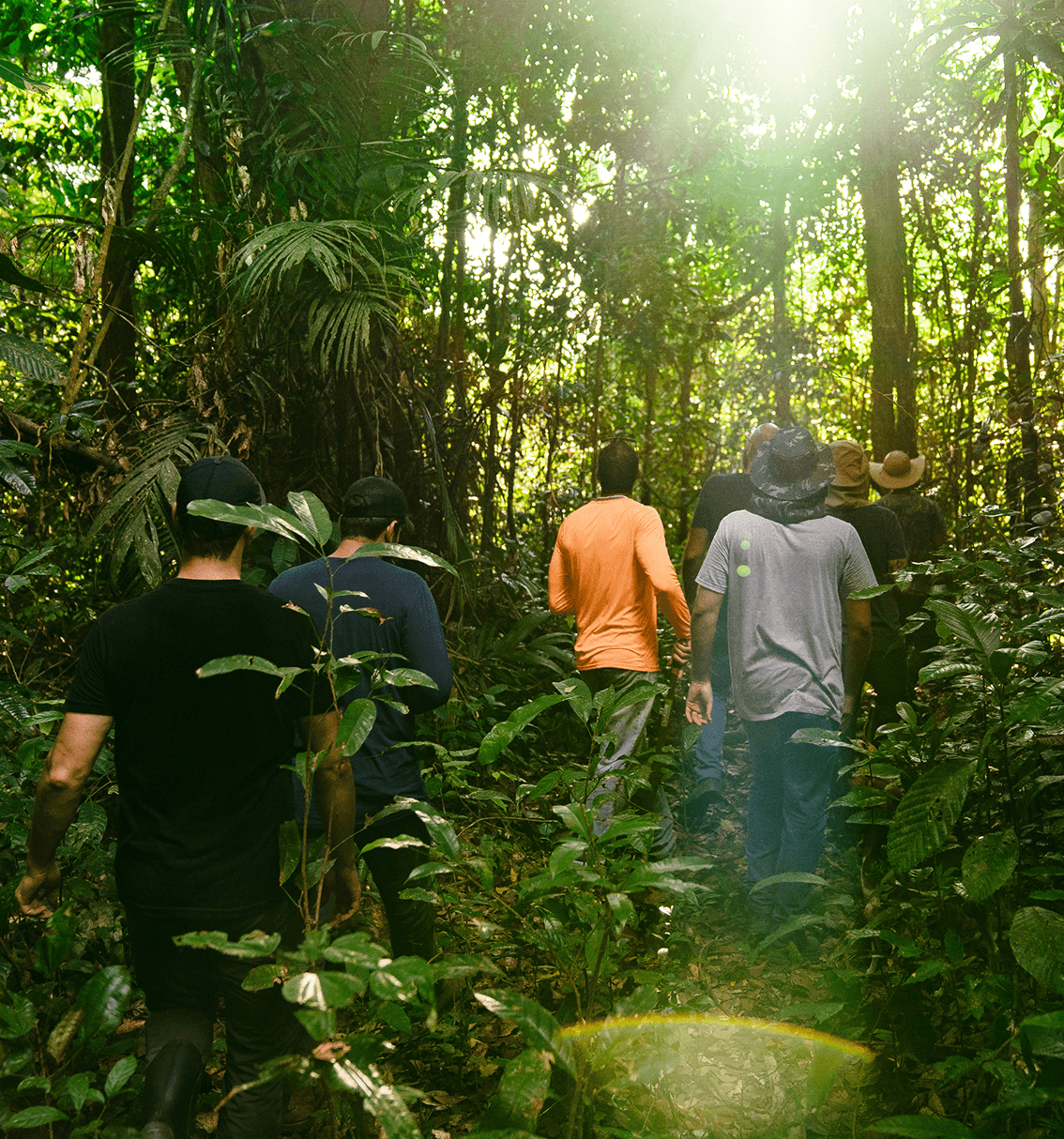 Team walking in the agroforest
