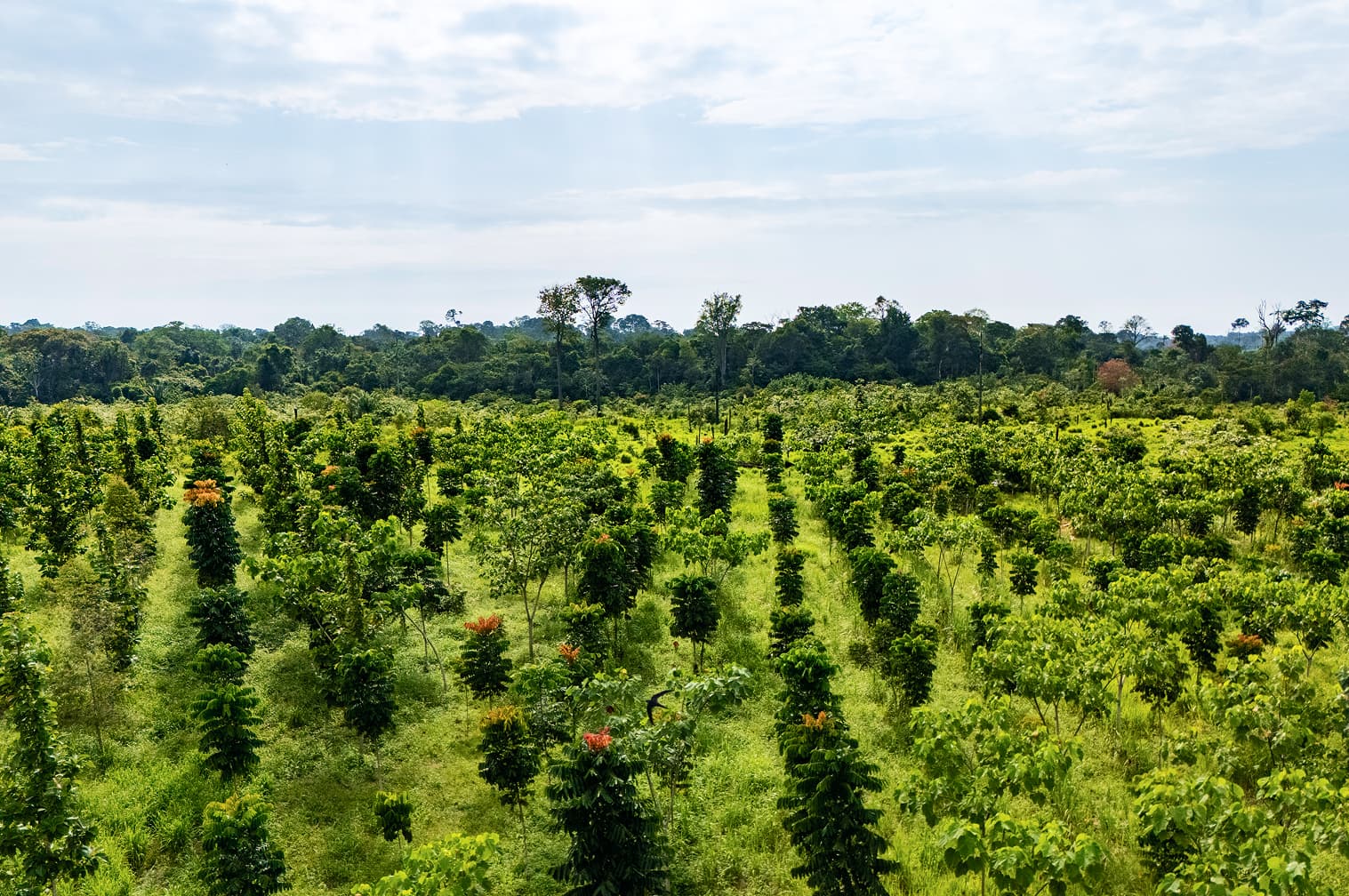 Regenera ASF, Roraima
Area managed by Courageous Land