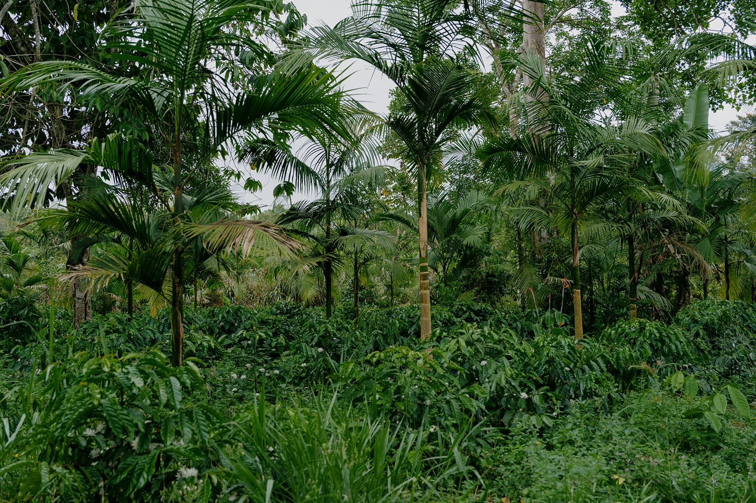 Sucupira AFS, Bahia
Area planned by Courageous Land